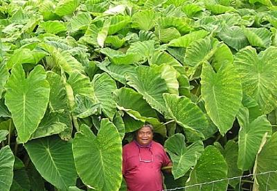 GDO'lu üretimin yolu açılıyor...