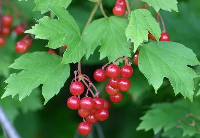 Gilaburu böbrek taşını eritiyor!