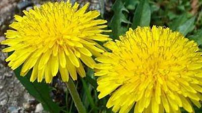 Tıbb'ün Nebevi'nin F ve G maddesindeki yararlı bitki ve gıdalar