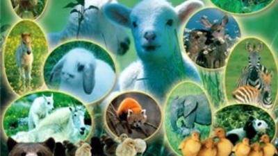 Tıbb'ün Nebevi'de ekmek