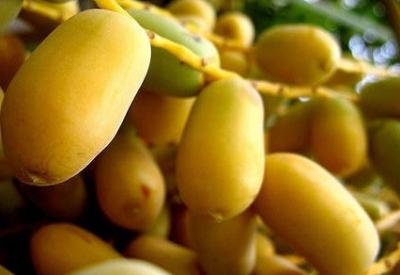 Mutlaka hurma yiyiniz ama bu hurmayı asla...