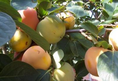 Kışın Trabzon hurması yiyin. Çünkü...