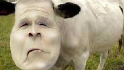 Hindistan, inek idrarını içecek olarak kullanıyor