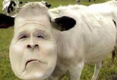 İstanbul'da köpek eti yakalandı