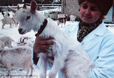 Klonlanmış inek eti piyasaya sürmüşler