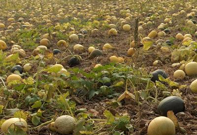 Kabağın yararları