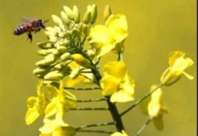 GDO'lu Kanola, büyük bir endişe kaynağı...