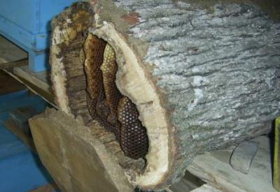 Gıda Hareketi'nin bal rezaleti uyarısı Türkiye sahte bal gerçeği ortaya çıkardı