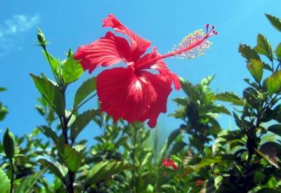 Poşet çaylardaki sperm düşmanı çiçek!