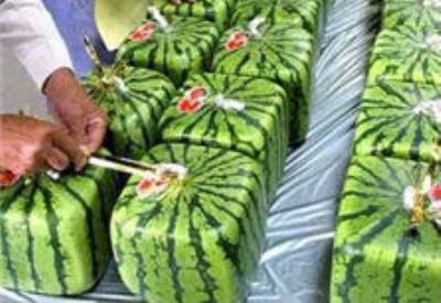 Karpuzlar neden tatsızlaştı?