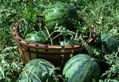 Türkiye 126 ülkeden 133 meyve ve sebze ithal ediyor