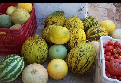 Trakya’da üretilen kavunlar GDO’lu