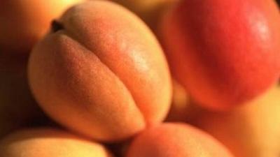 Kayısı kanseri önlüyor