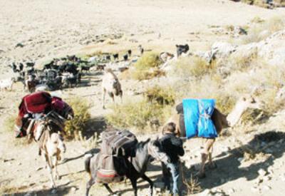 'Devlet yüzünden keçilerimizi kesmek zorunda kaldık'