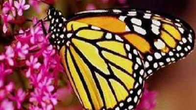 Doğal antibiyotik: KEKİK