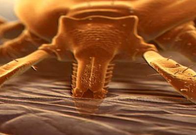 Kenelerden kanser tedavisi