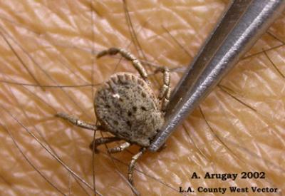 Kene ilaçlaması, doğanın kendi mücadelesine nasıl engel oluyor