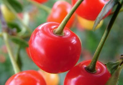 Kiraz, kolekstrolü düşürür, kilo veridirir...