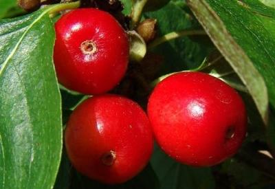 Kızılcık kansere karşı hücreleri koruyor