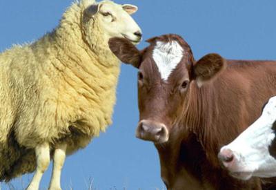 'GDO'lu hayvanlardan kurban olmaz' tartışması büyüyor