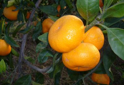 Mandalina yiyin fakat....