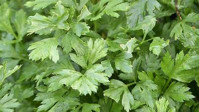 Maydanoz: Vitamin deposu