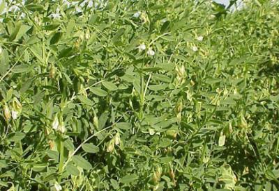 4 bin yıllık mercimek tohumu bulundu