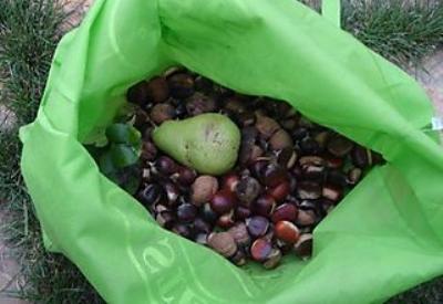 Yiyeceklerinizi tabiattan toplayın...