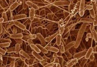 Edirne'de şarbon karantinası