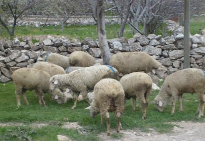 Çözüm 'doğaya dönüş'te