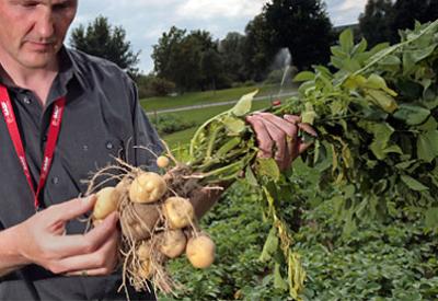 Avrupa Birliği’nde ‘öcü’ patates korkusu