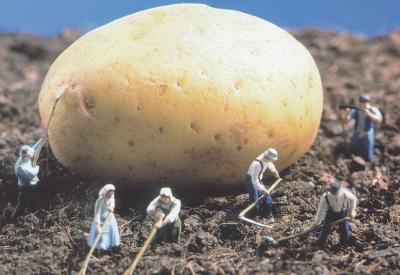 Mehdi Eker'de ülkeyi GDO cennetine çeviriyor.