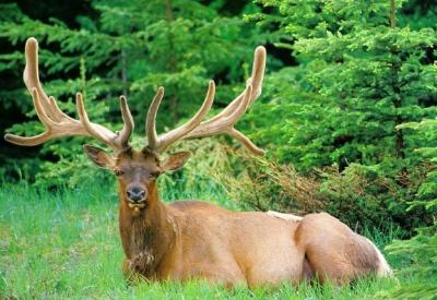 Bu hayvanları bu hale kim getirdi?