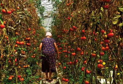 Daha çok gıda mı, daha eşit dağılım mı?