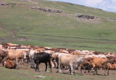 Yüksek verim hastalığı yerli sığır ırklarını yok etti