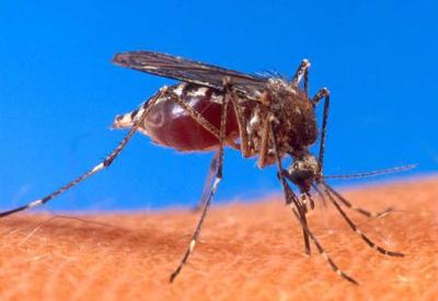 GDO'lu sivrisineklerle herkese aşı yapacaklar