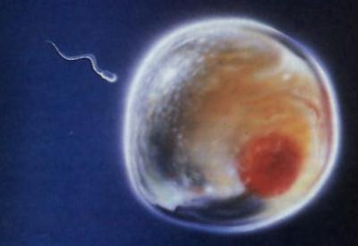 Hangi yağlar sperm düşmanı!
