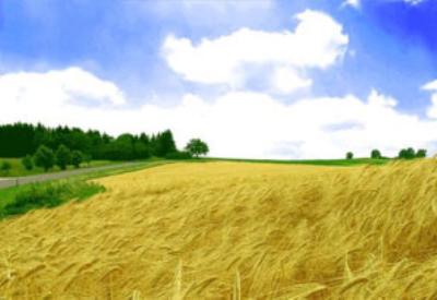 Buğdayın gen haritası çözüldü iddiası