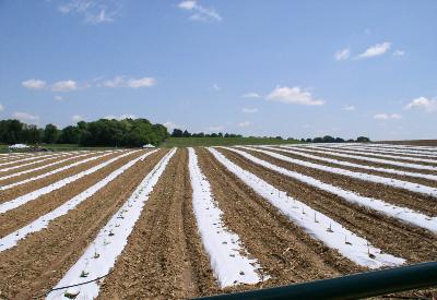 Şimdi sıra 'iyi tarım' masalında...