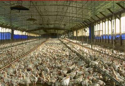 Endüstriyel tavuk yiyen kadınlar dikkat!