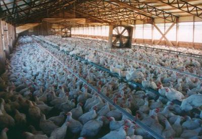 Kadın hastalıklarının sebebi 'modern yapay tavuklar'