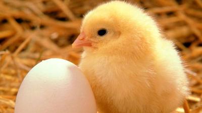 Kuş gribi, köy tavuğunu yok etmek için miydi?