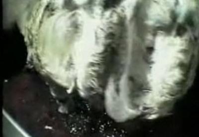 Soframıza gelen tavukların başına gelenler