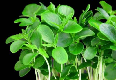 Bol bol tere yiyin...