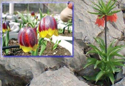 Tabiat varlıklarımız böyle yağmalanıyor