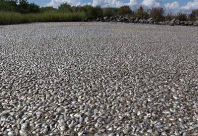 Balıklar neden öldü?