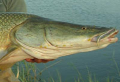 İsrail, Türk balığına göz dikti