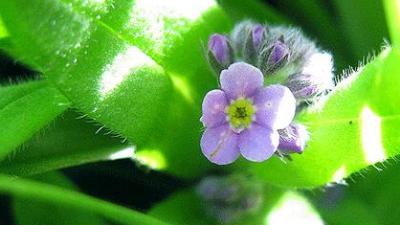 İlginç isimli şifalı bitkiler