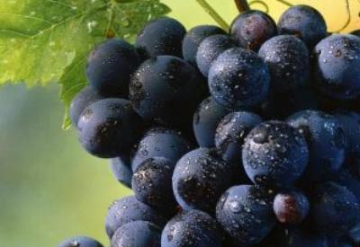 Üzüm Çekirdeği şifa kaynağı