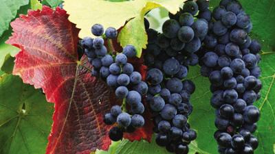 Kansere karşı 3 kara, kuru!